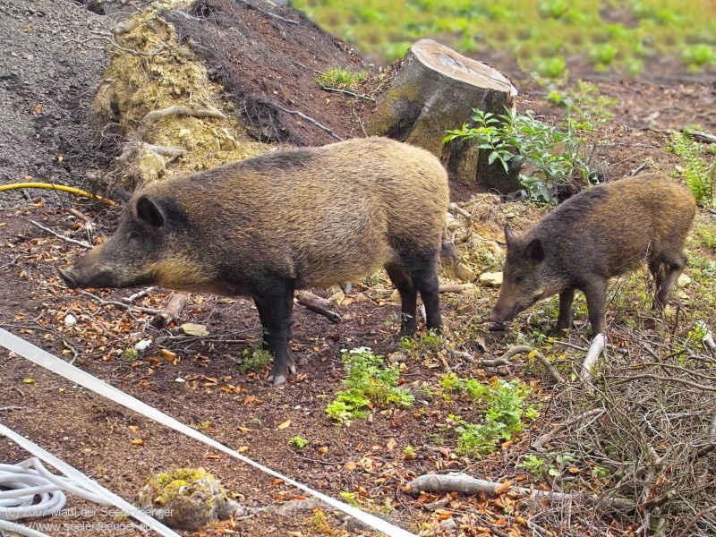 Bild 800px x 600px 72DPI