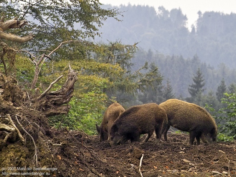 Bild 800px x 600px 72DPI